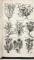 An illustration from Viridarium Reformatum, Seu Regnum Vegetabile, Das ist: Neu-eingerichtetes und Vollständiges Kräuter-Buch: Worinnen auff noch nicht geschehene Weise Derer Vegetabilien, als Kräutern, Sträuchen, Bäumen, Bluhmen und anderer Erd-Gewachsen Art, Krafft und Würckung dergestalt beschrieben werden, daß man dieses Werck statt einer Botanischen Bibliothec haben ... kan (1719)