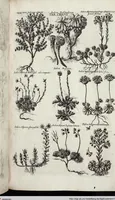 Picture 301 of 593 from Viridarium Reformatum, Seu Regnum Vegetabile, Das ist: Neu-eingerichtetes und Vollständiges Kräuter-Buch: Worinnen auff noch nicht geschehene Weise Derer Vegetabilien, als Kräutern, Sträuchen, Bäumen, Bluhmen und anderer Erd-Gewachsen Art, Krafft und Würckung dergestalt beschrieben werden, daß man dieses Werck statt einer Botanischen Bibliothec haben ... kan (1719), leaf 723