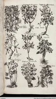 Picture 306 of 593 from Viridarium Reformatum, Seu Regnum Vegetabile, Das ist: Neu-eingerichtetes und Vollständiges Kräuter-Buch: Worinnen auff noch nicht geschehene Weise Derer Vegetabilien, als Kräutern, Sträuchen, Bäumen, Bluhmen und anderer Erd-Gewachsen Art, Krafft und Würckung dergestalt beschrieben werden, daß man dieses Werck statt einer Botanischen Bibliothec haben ... kan (1719), leaf 728
