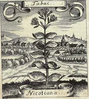 Picture 19 of 593 from Viridarium Reformatum, Seu Regnum Vegetabile, Das ist: Neu-eingerichtetes und Vollständiges Kräuter-Buch: Worinnen auff noch nicht geschehene Weise Derer Vegetabilien, als Kräutern, Sträuchen, Bäumen, Bluhmen und anderer Erd-Gewachsen Art, Krafft und Würckung dergestalt beschrieben werden, daß man dieses Werck statt einer Botanischen Bibliothec haben ... kan (1719), leaf 73