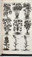Picture 308 of 593 from Viridarium Reformatum, Seu Regnum Vegetabile, Das ist: Neu-eingerichtetes und Vollständiges Kräuter-Buch: Worinnen auff noch nicht geschehene Weise Derer Vegetabilien, als Kräutern, Sträuchen, Bäumen, Bluhmen und anderer Erd-Gewachsen Art, Krafft und Würckung dergestalt beschrieben werden, daß man dieses Werck statt einer Botanischen Bibliothec haben ... kan (1719), leaf 730