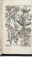 Picture 309 of 593 from Viridarium Reformatum, Seu Regnum Vegetabile, Das ist: Neu-eingerichtetes und Vollständiges Kräuter-Buch: Worinnen auff noch nicht geschehene Weise Derer Vegetabilien, als Kräutern, Sträuchen, Bäumen, Bluhmen und anderer Erd-Gewachsen Art, Krafft und Würckung dergestalt beschrieben werden, daß man dieses Werck statt einer Botanischen Bibliothec haben ... kan (1719), leaf 731
