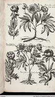 Picture 311 of 593 from Viridarium Reformatum, Seu Regnum Vegetabile, Das ist: Neu-eingerichtetes und Vollständiges Kräuter-Buch: Worinnen auff noch nicht geschehene Weise Derer Vegetabilien, als Kräutern, Sträuchen, Bäumen, Bluhmen und anderer Erd-Gewachsen Art, Krafft und Würckung dergestalt beschrieben werden, daß man dieses Werck statt einer Botanischen Bibliothec haben ... kan (1719), leaf 733