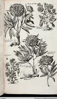 Picture 312 of 593 from Viridarium Reformatum, Seu Regnum Vegetabile, Das ist: Neu-eingerichtetes und Vollständiges Kräuter-Buch: Worinnen auff noch nicht geschehene Weise Derer Vegetabilien, als Kräutern, Sträuchen, Bäumen, Bluhmen und anderer Erd-Gewachsen Art, Krafft und Würckung dergestalt beschrieben werden, daß man dieses Werck statt einer Botanischen Bibliothec haben ... kan (1719), leaf 734