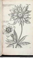 Picture 316 of 593 from Viridarium Reformatum, Seu Regnum Vegetabile, Das ist: Neu-eingerichtetes und Vollständiges Kräuter-Buch: Worinnen auff noch nicht geschehene Weise Derer Vegetabilien, als Kräutern, Sträuchen, Bäumen, Bluhmen und anderer Erd-Gewachsen Art, Krafft und Würckung dergestalt beschrieben werden, daß man dieses Werck statt einer Botanischen Bibliothec haben ... kan (1719), leaf 738