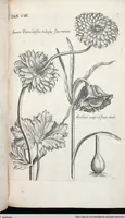 Picture 317 of 593 from Viridarium Reformatum, Seu Regnum Vegetabile, Das ist: Neu-eingerichtetes und Vollständiges Kräuter-Buch: Worinnen auff noch nicht geschehene Weise Derer Vegetabilien, als Kräutern, Sträuchen, Bäumen, Bluhmen und anderer Erd-Gewachsen Art, Krafft und Würckung dergestalt beschrieben werden, daß man dieses Werck statt einer Botanischen Bibliothec haben ... kan (1719), leaf 739
