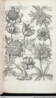 Picture 320 of 593 from Viridarium Reformatum, Seu Regnum Vegetabile, Das ist: Neu-eingerichtetes und Vollständiges Kräuter-Buch: Worinnen auff noch nicht geschehene Weise Derer Vegetabilien, als Kräutern, Sträuchen, Bäumen, Bluhmen und anderer Erd-Gewachsen Art, Krafft und Würckung dergestalt beschrieben werden, daß man dieses Werck statt einer Botanischen Bibliothec haben ... kan (1719), leaf 742