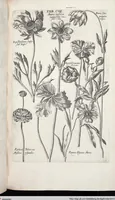Picture 321 of 593 from Viridarium Reformatum, Seu Regnum Vegetabile, Das ist: Neu-eingerichtetes und Vollständiges Kräuter-Buch: Worinnen auff noch nicht geschehene Weise Derer Vegetabilien, als Kräutern, Sträuchen, Bäumen, Bluhmen und anderer Erd-Gewachsen Art, Krafft und Würckung dergestalt beschrieben werden, daß man dieses Werck statt einer Botanischen Bibliothec haben ... kan (1719), leaf 743