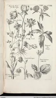 Picture 322 of 593 from Viridarium Reformatum, Seu Regnum Vegetabile, Das ist: Neu-eingerichtetes und Vollständiges Kräuter-Buch: Worinnen auff noch nicht geschehene Weise Derer Vegetabilien, als Kräutern, Sträuchen, Bäumen, Bluhmen und anderer Erd-Gewachsen Art, Krafft und Würckung dergestalt beschrieben werden, daß man dieses Werck statt einer Botanischen Bibliothec haben ... kan (1719), leaf 744