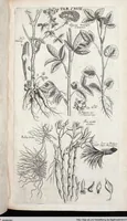 Picture 331 of 593 from Viridarium Reformatum, Seu Regnum Vegetabile, Das ist: Neu-eingerichtetes und Vollständiges Kräuter-Buch: Worinnen auff noch nicht geschehene Weise Derer Vegetabilien, als Kräutern, Sträuchen, Bäumen, Bluhmen und anderer Erd-Gewachsen Art, Krafft und Würckung dergestalt beschrieben werden, daß man dieses Werck statt einer Botanischen Bibliothec haben ... kan (1719), leaf 753