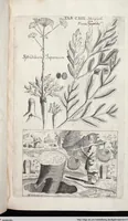 Picture 332 of 593 from Viridarium Reformatum, Seu Regnum Vegetabile, Das ist: Neu-eingerichtetes und Vollständiges Kräuter-Buch: Worinnen auff noch nicht geschehene Weise Derer Vegetabilien, als Kräutern, Sträuchen, Bäumen, Bluhmen und anderer Erd-Gewachsen Art, Krafft und Würckung dergestalt beschrieben werden, daß man dieses Werck statt einer Botanischen Bibliothec haben ... kan (1719), leaf 755