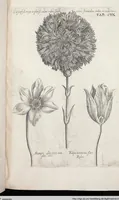 Picture 333 of 593 from Viridarium Reformatum, Seu Regnum Vegetabile, Das ist: Neu-eingerichtetes und Vollständiges Kräuter-Buch: Worinnen auff noch nicht geschehene Weise Derer Vegetabilien, als Kräutern, Sträuchen, Bäumen, Bluhmen und anderer Erd-Gewachsen Art, Krafft und Würckung dergestalt beschrieben werden, daß man dieses Werck statt einer Botanischen Bibliothec haben ... kan (1719), leaf 756