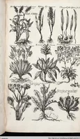 Picture 339 of 593 from Viridarium Reformatum, Seu Regnum Vegetabile, Das ist: Neu-eingerichtetes und Vollständiges Kräuter-Buch: Worinnen auff noch nicht geschehene Weise Derer Vegetabilien, als Kräutern, Sträuchen, Bäumen, Bluhmen und anderer Erd-Gewachsen Art, Krafft und Würckung dergestalt beschrieben werden, daß man dieses Werck statt einer Botanischen Bibliothec haben ... kan (1719), leaf 762