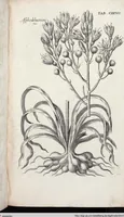 Picture 340 of 593 from Viridarium Reformatum, Seu Regnum Vegetabile, Das ist: Neu-eingerichtetes und Vollständiges Kräuter-Buch: Worinnen auff noch nicht geschehene Weise Derer Vegetabilien, als Kräutern, Sträuchen, Bäumen, Bluhmen und anderer Erd-Gewachsen Art, Krafft und Würckung dergestalt beschrieben werden, daß man dieses Werck statt einer Botanischen Bibliothec haben ... kan (1719), leaf 763