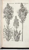Picture 341 of 593 from Viridarium Reformatum, Seu Regnum Vegetabile, Das ist: Neu-eingerichtetes und Vollständiges Kräuter-Buch: Worinnen auff noch nicht geschehene Weise Derer Vegetabilien, als Kräutern, Sträuchen, Bäumen, Bluhmen und anderer Erd-Gewachsen Art, Krafft und Würckung dergestalt beschrieben werden, daß man dieses Werck statt einer Botanischen Bibliothec haben ... kan (1719), leaf 764