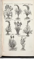 Picture 342 of 593 from Viridarium Reformatum, Seu Regnum Vegetabile, Das ist: Neu-eingerichtetes und Vollständiges Kräuter-Buch: Worinnen auff noch nicht geschehene Weise Derer Vegetabilien, als Kräutern, Sträuchen, Bäumen, Bluhmen und anderer Erd-Gewachsen Art, Krafft und Würckung dergestalt beschrieben werden, daß man dieses Werck statt einer Botanischen Bibliothec haben ... kan (1719), leaf 765