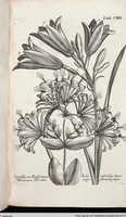 Picture 343 of 593 from Viridarium Reformatum, Seu Regnum Vegetabile, Das ist: Neu-eingerichtetes und Vollständiges Kräuter-Buch: Worinnen auff noch nicht geschehene Weise Derer Vegetabilien, als Kräutern, Sträuchen, Bäumen, Bluhmen und anderer Erd-Gewachsen Art, Krafft und Würckung dergestalt beschrieben werden, daß man dieses Werck statt einer Botanischen Bibliothec haben ... kan (1719), leaf 766