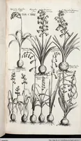 Picture 344 of 593 from Viridarium Reformatum, Seu Regnum Vegetabile, Das ist: Neu-eingerichtetes und Vollständiges Kräuter-Buch: Worinnen auff noch nicht geschehene Weise Derer Vegetabilien, als Kräutern, Sträuchen, Bäumen, Bluhmen und anderer Erd-Gewachsen Art, Krafft und Würckung dergestalt beschrieben werden, daß man dieses Werck statt einer Botanischen Bibliothec haben ... kan (1719), leaf 767