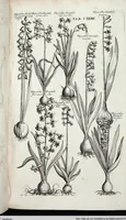 Picture 345 of 593 from Viridarium Reformatum, Seu Regnum Vegetabile, Das ist: Neu-eingerichtetes und Vollständiges Kräuter-Buch: Worinnen auff noch nicht geschehene Weise Derer Vegetabilien, als Kräutern, Sträuchen, Bäumen, Bluhmen und anderer Erd-Gewachsen Art, Krafft und Würckung dergestalt beschrieben werden, daß man dieses Werck statt einer Botanischen Bibliothec haben ... kan (1719), leaf 768