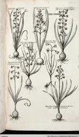 Picture 346 of 593 from Viridarium Reformatum, Seu Regnum Vegetabile, Das ist: Neu-eingerichtetes und Vollständiges Kräuter-Buch: Worinnen auff noch nicht geschehene Weise Derer Vegetabilien, als Kräutern, Sträuchen, Bäumen, Bluhmen und anderer Erd-Gewachsen Art, Krafft und Würckung dergestalt beschrieben werden, daß man dieses Werck statt einer Botanischen Bibliothec haben ... kan (1719), leaf 769