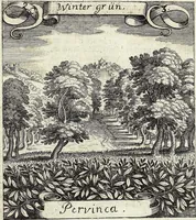 Picture 20 of 593 from Viridarium Reformatum, Seu Regnum Vegetabile, Das ist: Neu-eingerichtetes und Vollständiges Kräuter-Buch: Worinnen auff noch nicht geschehene Weise Derer Vegetabilien, als Kräutern, Sträuchen, Bäumen, Bluhmen und anderer Erd-Gewachsen Art, Krafft und Würckung dergestalt beschrieben werden, daß man dieses Werck statt einer Botanischen Bibliothec haben ... kan (1719), leaf 77