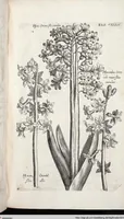 Picture 347 of 593 from Viridarium Reformatum, Seu Regnum Vegetabile, Das ist: Neu-eingerichtetes und Vollständiges Kräuter-Buch: Worinnen auff noch nicht geschehene Weise Derer Vegetabilien, als Kräutern, Sträuchen, Bäumen, Bluhmen und anderer Erd-Gewachsen Art, Krafft und Würckung dergestalt beschrieben werden, daß man dieses Werck statt einer Botanischen Bibliothec haben ... kan (1719), leaf 770
