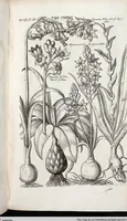 Picture 349 of 593 from Viridarium Reformatum, Seu Regnum Vegetabile, Das ist: Neu-eingerichtetes und Vollständiges Kräuter-Buch: Worinnen auff noch nicht geschehene Weise Derer Vegetabilien, als Kräutern, Sträuchen, Bäumen, Bluhmen und anderer Erd-Gewachsen Art, Krafft und Würckung dergestalt beschrieben werden, daß man dieses Werck statt einer Botanischen Bibliothec haben ... kan (1719), leaf 772