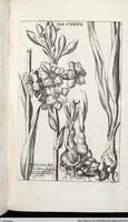 Picture 350 of 593 from Viridarium Reformatum, Seu Regnum Vegetabile, Das ist: Neu-eingerichtetes und Vollständiges Kräuter-Buch: Worinnen auff noch nicht geschehene Weise Derer Vegetabilien, als Kräutern, Sträuchen, Bäumen, Bluhmen und anderer Erd-Gewachsen Art, Krafft und Würckung dergestalt beschrieben werden, daß man dieses Werck statt einer Botanischen Bibliothec haben ... kan (1719), leaf 773