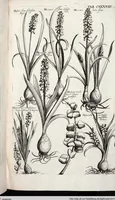 Picture 351 of 593 from Viridarium Reformatum, Seu Regnum Vegetabile, Das ist: Neu-eingerichtetes und Vollständiges Kräuter-Buch: Worinnen auff noch nicht geschehene Weise Derer Vegetabilien, als Kräutern, Sträuchen, Bäumen, Bluhmen und anderer Erd-Gewachsen Art, Krafft und Würckung dergestalt beschrieben werden, daß man dieses Werck statt einer Botanischen Bibliothec haben ... kan (1719), leaf 774