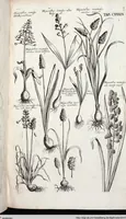 Picture 352 of 593 from Viridarium Reformatum, Seu Regnum Vegetabile, Das ist: Neu-eingerichtetes und Vollständiges Kräuter-Buch: Worinnen auff noch nicht geschehene Weise Derer Vegetabilien, als Kräutern, Sträuchen, Bäumen, Bluhmen und anderer Erd-Gewachsen Art, Krafft und Würckung dergestalt beschrieben werden, daß man dieses Werck statt einer Botanischen Bibliothec haben ... kan (1719), leaf 775