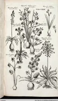 Picture 356 of 593 from Viridarium Reformatum, Seu Regnum Vegetabile, Das ist: Neu-eingerichtetes und Vollständiges Kräuter-Buch: Worinnen auff noch nicht geschehene Weise Derer Vegetabilien, als Kräutern, Sträuchen, Bäumen, Bluhmen und anderer Erd-Gewachsen Art, Krafft und Würckung dergestalt beschrieben werden, daß man dieses Werck statt einer Botanischen Bibliothec haben ... kan (1719), leaf 780