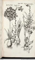 Picture 357 of 593 from Viridarium Reformatum, Seu Regnum Vegetabile, Das ist: Neu-eingerichtetes und Vollständiges Kräuter-Buch: Worinnen auff noch nicht geschehene Weise Derer Vegetabilien, als Kräutern, Sträuchen, Bäumen, Bluhmen und anderer Erd-Gewachsen Art, Krafft und Würckung dergestalt beschrieben werden, daß man dieses Werck statt einer Botanischen Bibliothec haben ... kan (1719), leaf 781