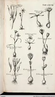 Picture 359 of 593 from Viridarium Reformatum, Seu Regnum Vegetabile, Das ist: Neu-eingerichtetes und Vollständiges Kräuter-Buch: Worinnen auff noch nicht geschehene Weise Derer Vegetabilien, als Kräutern, Sträuchen, Bäumen, Bluhmen und anderer Erd-Gewachsen Art, Krafft und Würckung dergestalt beschrieben werden, daß man dieses Werck statt einer Botanischen Bibliothec haben ... kan (1719), leaf 783