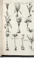 Picture 361 of 593 from Viridarium Reformatum, Seu Regnum Vegetabile, Das ist: Neu-eingerichtetes und Vollständiges Kräuter-Buch: Worinnen auff noch nicht geschehene Weise Derer Vegetabilien, als Kräutern, Sträuchen, Bäumen, Bluhmen und anderer Erd-Gewachsen Art, Krafft und Würckung dergestalt beschrieben werden, daß man dieses Werck statt einer Botanischen Bibliothec haben ... kan (1719), leaf 785