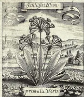 Picture 21 of 593 from Viridarium Reformatum, Seu Regnum Vegetabile, Das ist: Neu-eingerichtetes und Vollständiges Kräuter-Buch: Worinnen auff noch nicht geschehene Weise Derer Vegetabilien, als Kräutern, Sträuchen, Bäumen, Bluhmen und anderer Erd-Gewachsen Art, Krafft und Würckung dergestalt beschrieben werden, daß man dieses Werck statt einer Botanischen Bibliothec haben ... kan (1719), leaf 79