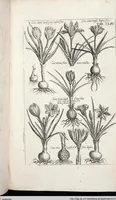 Picture 364 of 593 from Viridarium Reformatum, Seu Regnum Vegetabile, Das ist: Neu-eingerichtetes und Vollständiges Kräuter-Buch: Worinnen auff noch nicht geschehene Weise Derer Vegetabilien, als Kräutern, Sträuchen, Bäumen, Bluhmen und anderer Erd-Gewachsen Art, Krafft und Würckung dergestalt beschrieben werden, daß man dieses Werck statt einer Botanischen Bibliothec haben ... kan (1719), leaf 790