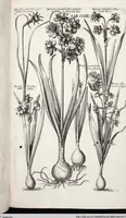 Picture 371 of 593 from Viridarium Reformatum, Seu Regnum Vegetabile, Das ist: Neu-eingerichtetes und Vollständiges Kräuter-Buch: Worinnen auff noch nicht geschehene Weise Derer Vegetabilien, als Kräutern, Sträuchen, Bäumen, Bluhmen und anderer Erd-Gewachsen Art, Krafft und Würckung dergestalt beschrieben werden, daß man dieses Werck statt einer Botanischen Bibliothec haben ... kan (1719), leaf 798