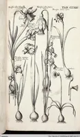 Picture 372 of 593 from Viridarium Reformatum, Seu Regnum Vegetabile, Das ist: Neu-eingerichtetes und Vollständiges Kräuter-Buch: Worinnen auff noch nicht geschehene Weise Derer Vegetabilien, als Kräutern, Sträuchen, Bäumen, Bluhmen und anderer Erd-Gewachsen Art, Krafft und Würckung dergestalt beschrieben werden, daß man dieses Werck statt einer Botanischen Bibliothec haben ... kan (1719), leaf 799