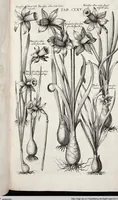 Picture 374 of 593 from Viridarium Reformatum, Seu Regnum Vegetabile, Das ist: Neu-eingerichtetes und Vollständiges Kräuter-Buch: Worinnen auff noch nicht geschehene Weise Derer Vegetabilien, als Kräutern, Sträuchen, Bäumen, Bluhmen und anderer Erd-Gewachsen Art, Krafft und Würckung dergestalt beschrieben werden, daß man dieses Werck statt einer Botanischen Bibliothec haben ... kan (1719), leaf 801
