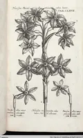 Picture 376 of 593 from Viridarium Reformatum, Seu Regnum Vegetabile, Das ist: Neu-eingerichtetes und Vollständiges Kräuter-Buch: Worinnen auff noch nicht geschehene Weise Derer Vegetabilien, als Kräutern, Sträuchen, Bäumen, Bluhmen und anderer Erd-Gewachsen Art, Krafft und Würckung dergestalt beschrieben werden, daß man dieses Werck statt einer Botanischen Bibliothec haben ... kan (1719), leaf 803
