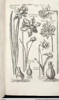Picture 380 of 593 from Viridarium Reformatum, Seu Regnum Vegetabile, Das ist: Neu-eingerichtetes und Vollständiges Kräuter-Buch: Worinnen auff noch nicht geschehene Weise Derer Vegetabilien, als Kräutern, Sträuchen, Bäumen, Bluhmen und anderer Erd-Gewachsen Art, Krafft und Würckung dergestalt beschrieben werden, daß man dieses Werck statt einer Botanischen Bibliothec haben ... kan (1719), leaf 807