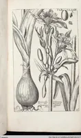 Picture 382 of 593 from Viridarium Reformatum, Seu Regnum Vegetabile, Das ist: Neu-eingerichtetes und Vollständiges Kräuter-Buch: Worinnen auff noch nicht geschehene Weise Derer Vegetabilien, als Kräutern, Sträuchen, Bäumen, Bluhmen und anderer Erd-Gewachsen Art, Krafft und Würckung dergestalt beschrieben werden, daß man dieses Werck statt einer Botanischen Bibliothec haben ... kan (1719), leaf 809