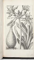 Picture 383 of 593 from Viridarium Reformatum, Seu Regnum Vegetabile, Das ist: Neu-eingerichtetes und Vollständiges Kräuter-Buch: Worinnen auff noch nicht geschehene Weise Derer Vegetabilien, als Kräutern, Sträuchen, Bäumen, Bluhmen und anderer Erd-Gewachsen Art, Krafft und Würckung dergestalt beschrieben werden, daß man dieses Werck statt einer Botanischen Bibliothec haben ... kan (1719), leaf 811