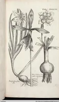 Picture 385 of 593 from Viridarium Reformatum, Seu Regnum Vegetabile, Das ist: Neu-eingerichtetes und Vollständiges Kräuter-Buch: Worinnen auff noch nicht geschehene Weise Derer Vegetabilien, als Kräutern, Sträuchen, Bäumen, Bluhmen und anderer Erd-Gewachsen Art, Krafft und Würckung dergestalt beschrieben werden, daß man dieses Werck statt einer Botanischen Bibliothec haben ... kan (1719), leaf 813