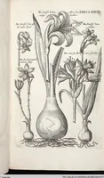 Picture 386 of 593 from Viridarium Reformatum, Seu Regnum Vegetabile, Das ist: Neu-eingerichtetes und Vollständiges Kräuter-Buch: Worinnen auff noch nicht geschehene Weise Derer Vegetabilien, als Kräutern, Sträuchen, Bäumen, Bluhmen und anderer Erd-Gewachsen Art, Krafft und Würckung dergestalt beschrieben werden, daß man dieses Werck statt einer Botanischen Bibliothec haben ... kan (1719), leaf 814