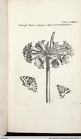 Picture 387 of 593 from Viridarium Reformatum, Seu Regnum Vegetabile, Das ist: Neu-eingerichtetes und Vollständiges Kräuter-Buch: Worinnen auff noch nicht geschehene Weise Derer Vegetabilien, als Kräutern, Sträuchen, Bäumen, Bluhmen und anderer Erd-Gewachsen Art, Krafft und Würckung dergestalt beschrieben werden, daß man dieses Werck statt einer Botanischen Bibliothec haben ... kan (1719), leaf 815