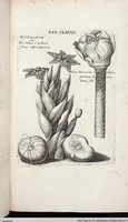 Picture 389 of 593 from Viridarium Reformatum, Seu Regnum Vegetabile, Das ist: Neu-eingerichtetes und Vollständiges Kräuter-Buch: Worinnen auff noch nicht geschehene Weise Derer Vegetabilien, als Kräutern, Sträuchen, Bäumen, Bluhmen und anderer Erd-Gewachsen Art, Krafft und Würckung dergestalt beschrieben werden, daß man dieses Werck statt einer Botanischen Bibliothec haben ... kan (1719), leaf 818