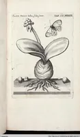 Picture 390 of 593 from Viridarium Reformatum, Seu Regnum Vegetabile, Das ist: Neu-eingerichtetes und Vollständiges Kräuter-Buch: Worinnen auff noch nicht geschehene Weise Derer Vegetabilien, als Kräutern, Sträuchen, Bäumen, Bluhmen und anderer Erd-Gewachsen Art, Krafft und Würckung dergestalt beschrieben werden, daß man dieses Werck statt einer Botanischen Bibliothec haben ... kan (1719), leaf 819