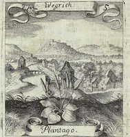 Picture 22 of 593 from Viridarium Reformatum, Seu Regnum Vegetabile, Das ist: Neu-eingerichtetes und Vollständiges Kräuter-Buch: Worinnen auff noch nicht geschehene Weise Derer Vegetabilien, als Kräutern, Sträuchen, Bäumen, Bluhmen und anderer Erd-Gewachsen Art, Krafft und Würckung dergestalt beschrieben werden, daß man dieses Werck statt einer Botanischen Bibliothec haben ... kan (1719), leaf 82