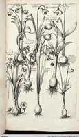 Picture 391 of 593 from Viridarium Reformatum, Seu Regnum Vegetabile, Das ist: Neu-eingerichtetes und Vollständiges Kräuter-Buch: Worinnen auff noch nicht geschehene Weise Derer Vegetabilien, als Kräutern, Sträuchen, Bäumen, Bluhmen und anderer Erd-Gewachsen Art, Krafft und Würckung dergestalt beschrieben werden, daß man dieses Werck statt einer Botanischen Bibliothec haben ... kan (1719), leaf 820